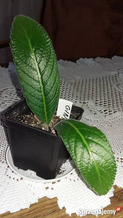 Skrętnik GINA sadzonka