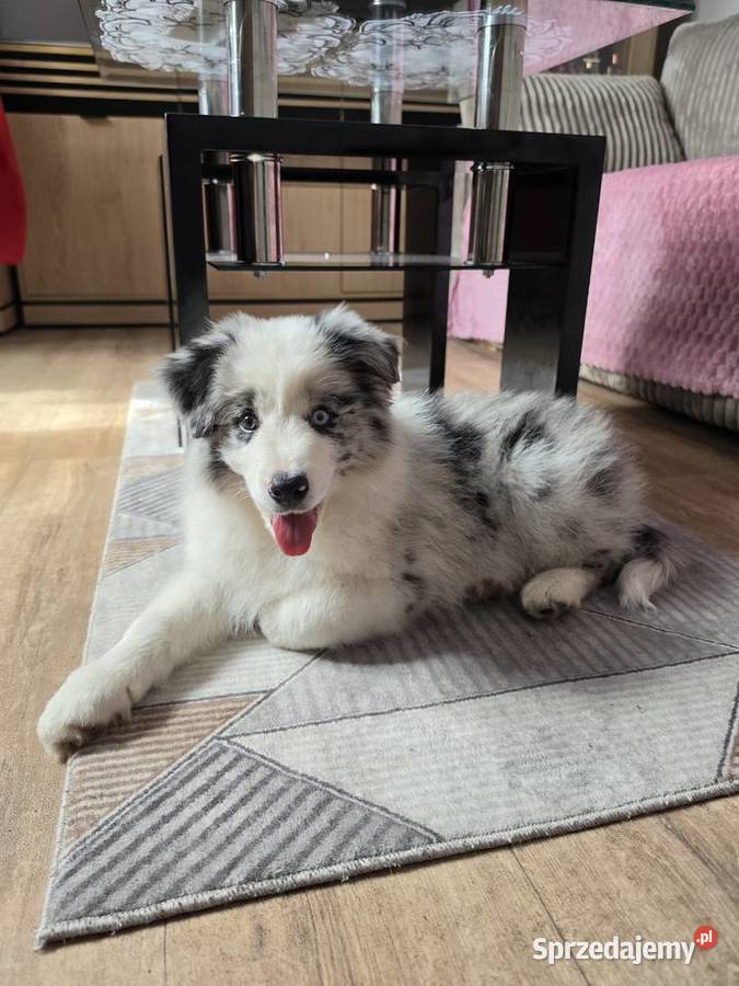 Piesek rasy border collie blue merle Kutno