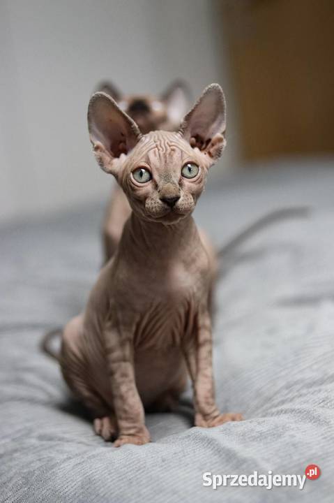 Sfinks kanadyjski Piekary Śląskie