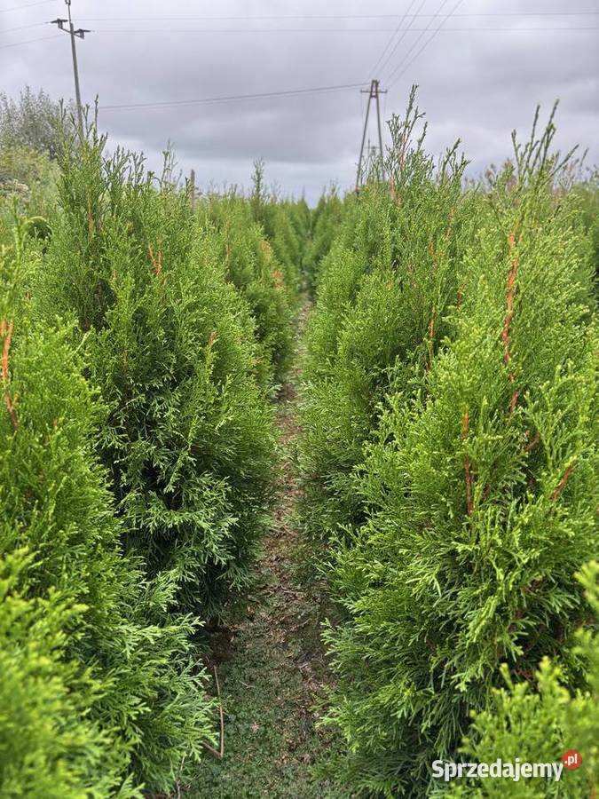 Tuja Szmargd Thuja Smaragd wysokość 90110 lubelskie Chłopków