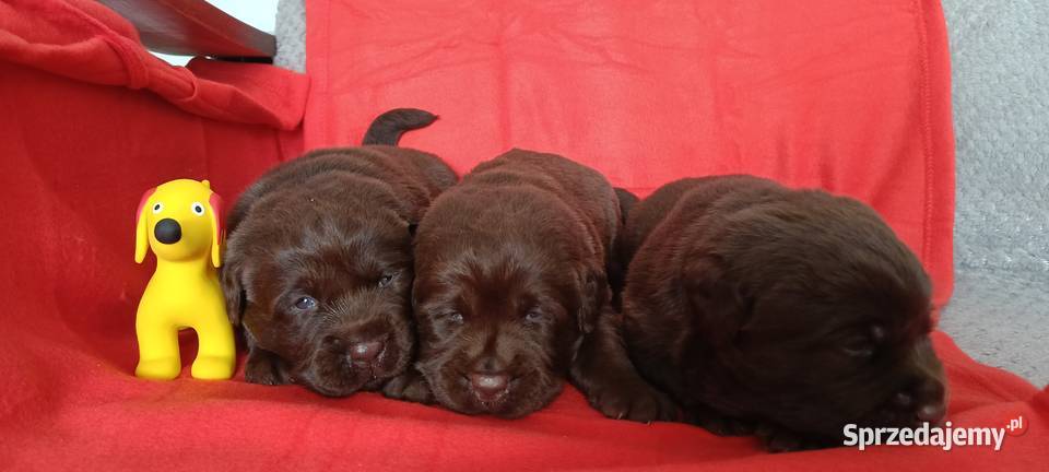 Labrador Retriever ZkwpFCI czekoladowe Dąbrowa Tarnowska