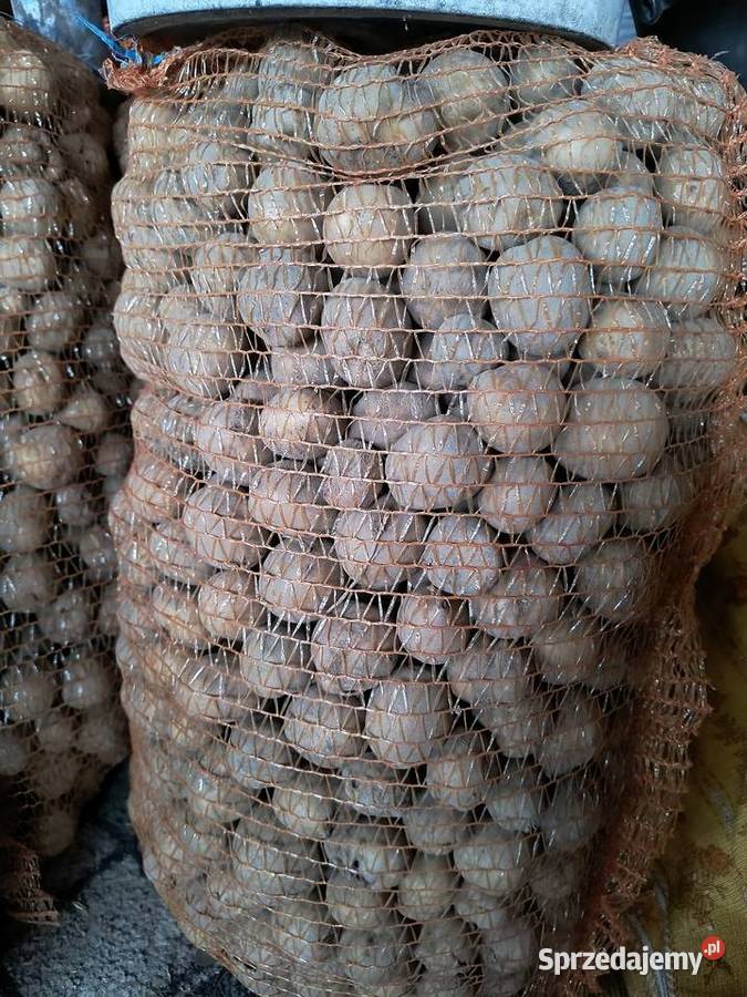 Ziemniaki drobne paszowe Giedlarowa