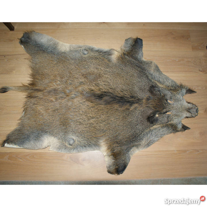 Trofeum myśliwskie pięknie wyprawiona skóra z Poznań