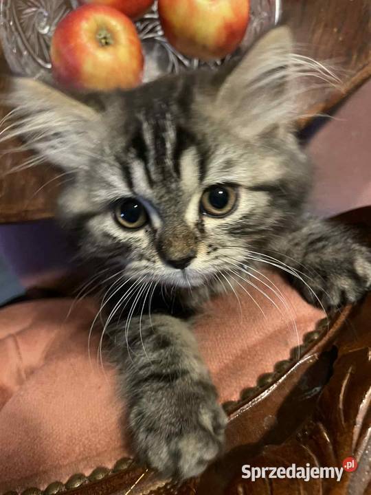 Kot perski kocurek pręgowany z rodowodem Gliwice