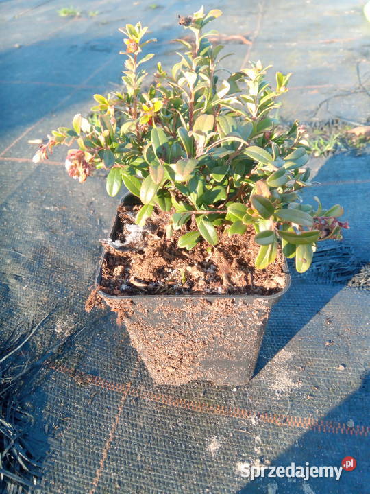 Borówka Brusznica w Doniczce p9 Łask