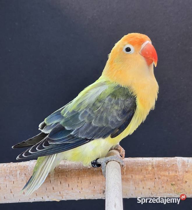 Nierozłączki Fischer młode do oswojenia I Wrocław