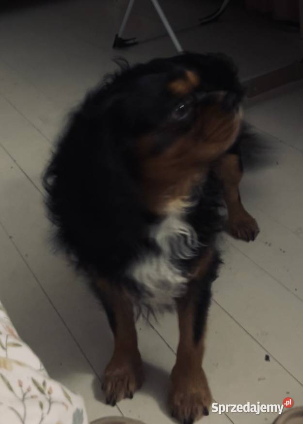 Cavalier King charles spaniel