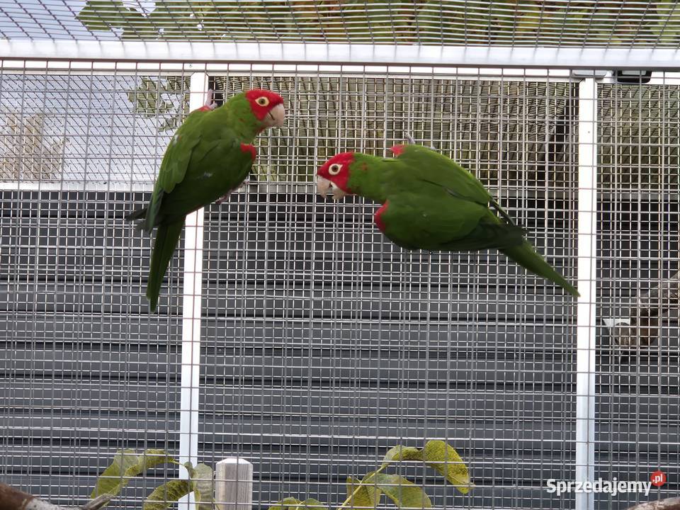 Konura krasnolica para lęgowa Ptaki wielkopolskie Rakoniewice