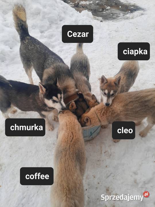 Syberiany husky Reda