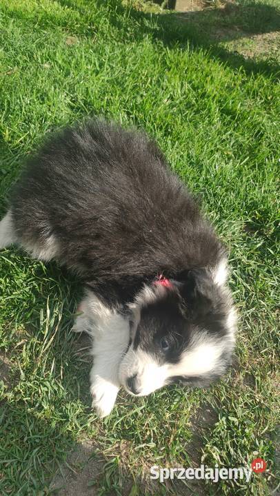 Szczeniaki border collie Tomaszów Mazowiecki