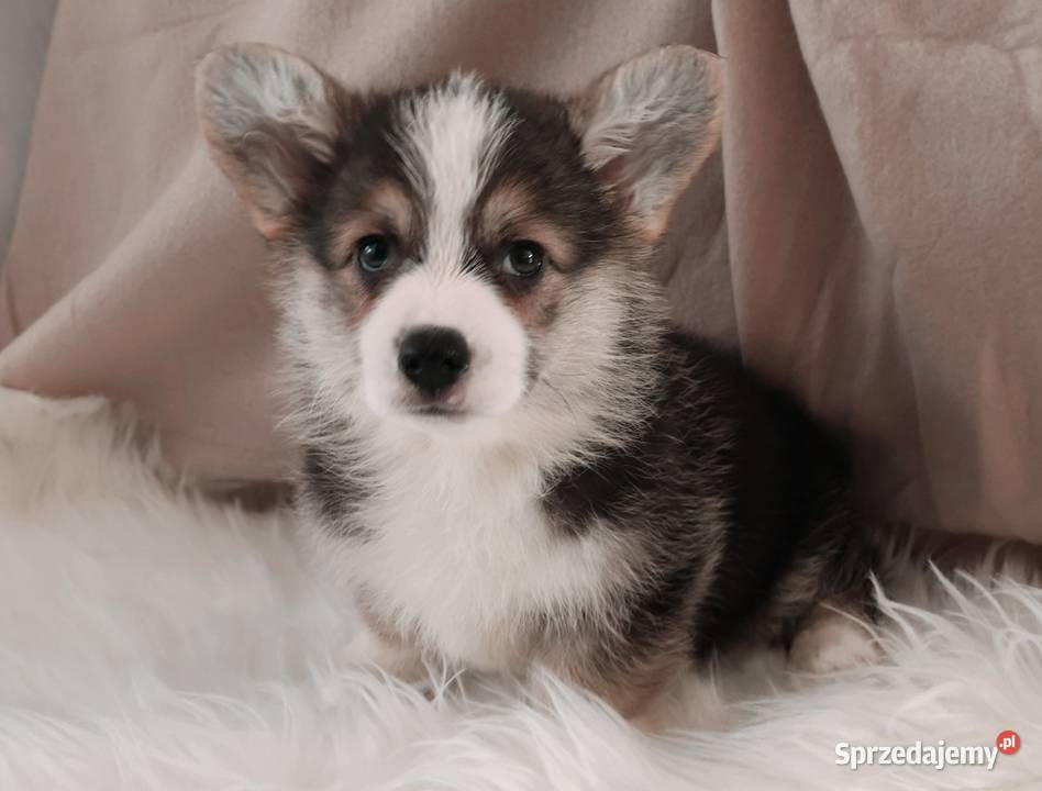 Welsh corgi pembroke szczenię Krzelów