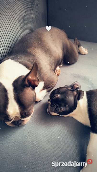 Boston terrier Poznań sprzedam