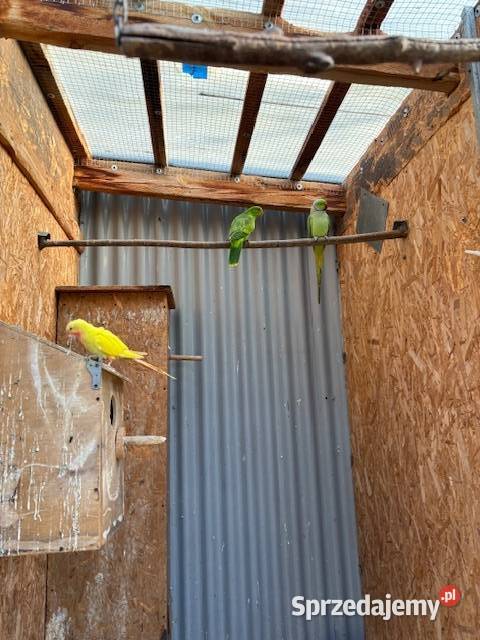 Księżniczka walii Szkarłatka Aleksandretta Ptaki sprzedam