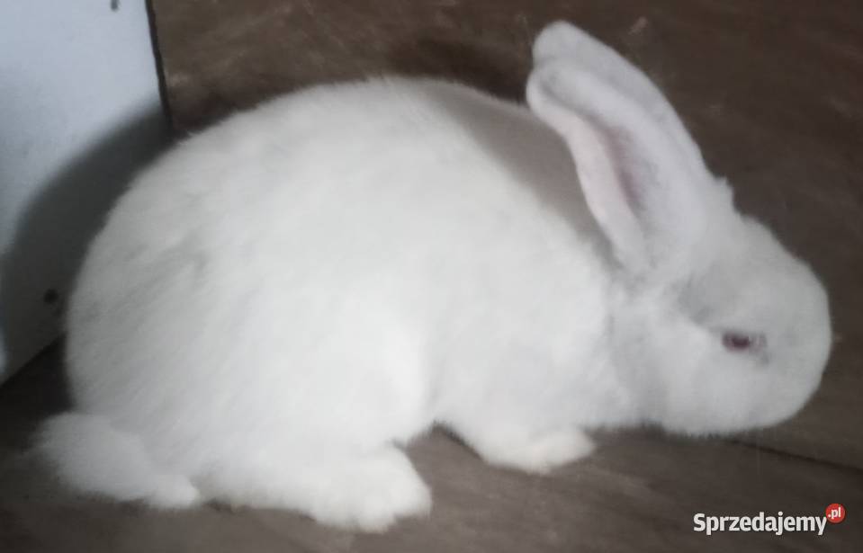 Króliki samica 7 miesięcy