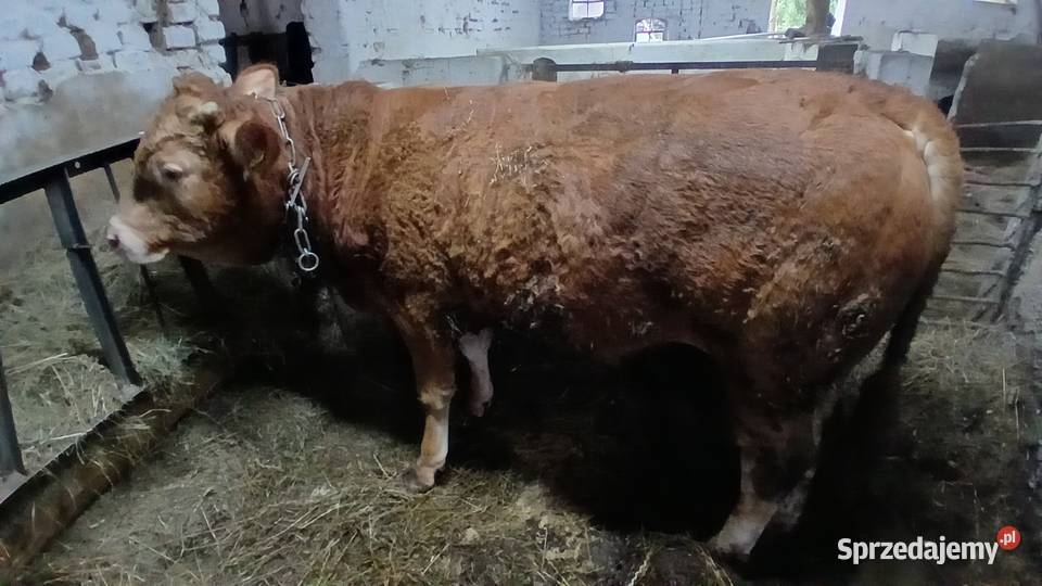 Byk mięsny limusine Lidzbark Warmiński