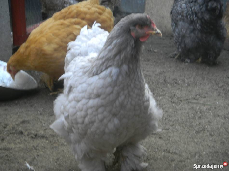 Kochin Olbrzymi różne kolory czysto rasowe młode Konin