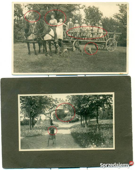 stara fotografia żniwa wóz konny pies rodzina wielkopolskie Ostrów Wielkopolski