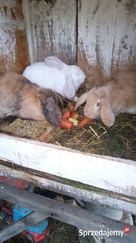 Sprzedam króliki z własnej hodowli Pozostałe Ropczyce