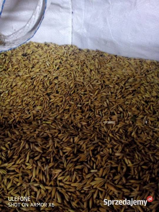 Sprzedam owies z wyką świętokrzyskie Chmielnik