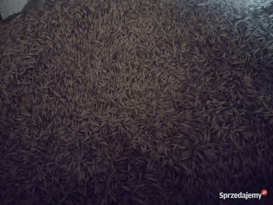 Owies sprzedam