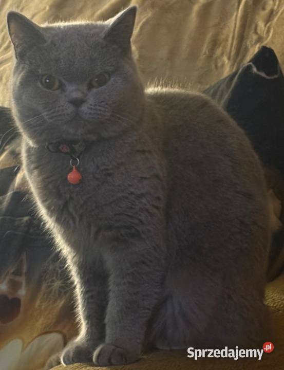 Brytyjskie kotka niebieska Szamotuły