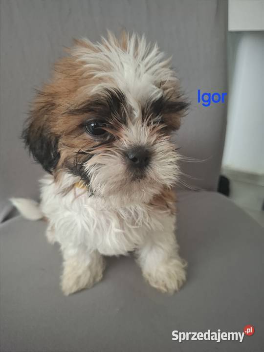 Shih tzu szczenięta 4 pokoleniowy rodowód sprzedam