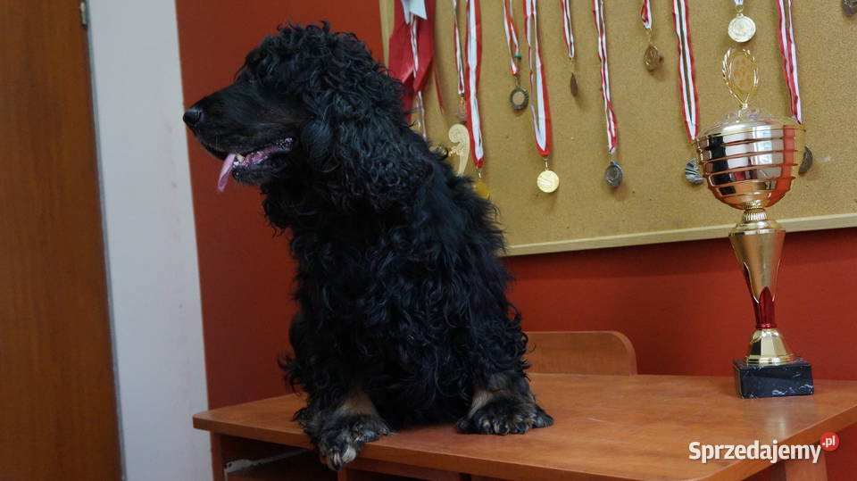 COCKER SPANIEL ANGIELSKI Cocker Spaniel Bydgoszcz