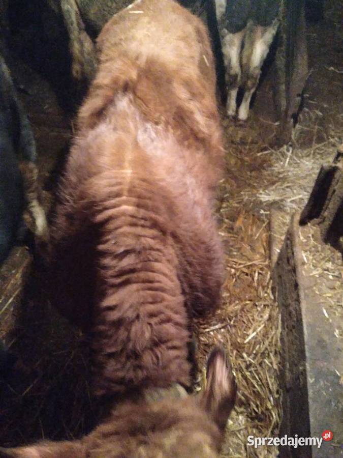 Sprzedam byka August czerwony MM sprzedam