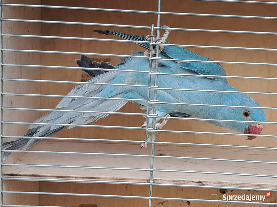 Papugi papużki faliste TCB Łask sprzedam