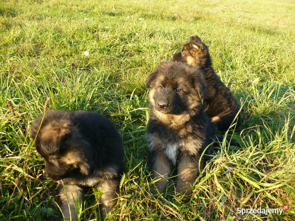 Owczarek Niemiecki Długowłosy Bachórzec