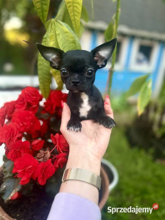 Chihuahua maleńki chłopczyk ZkwP Chihuahua Raczyce