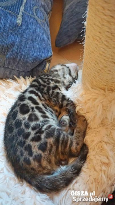 Rodowodowe koty rasy bengalskiej Bielsko-Biała sprzedam
