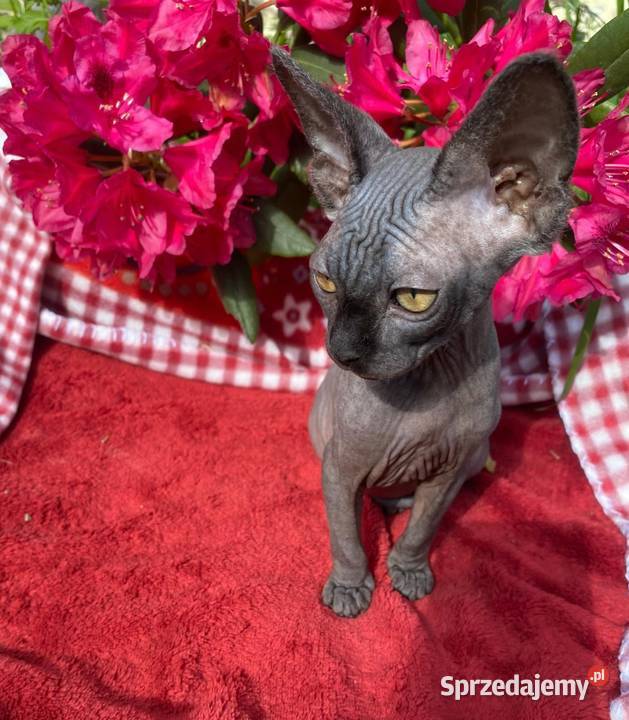 Sfinks Kanadyjski najwyższa klasa w super Raciborsko