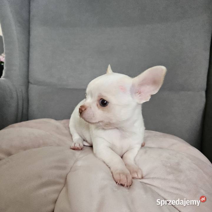 Chihuahua piękny piesek rodzicach FCi Rajsko