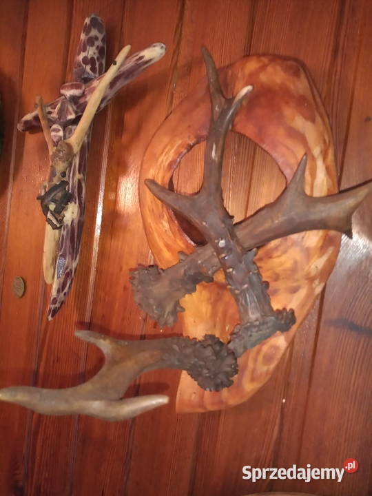 Wieszak z poroża Rękodzieło Leżajsk