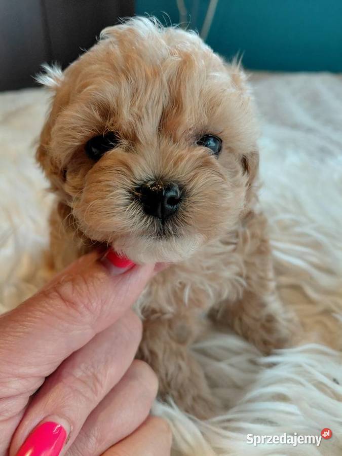 Maltipoo piesek Pozostałe Wyszków