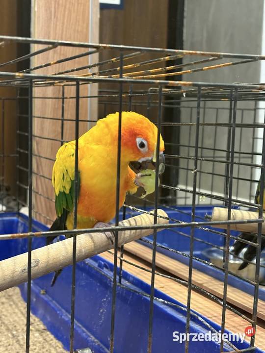 Konura słoneczna samica 3 letnia Ośno Drugie