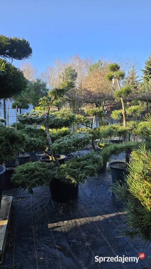 Bonsai rośliny formowane małopolskie Wieliczka