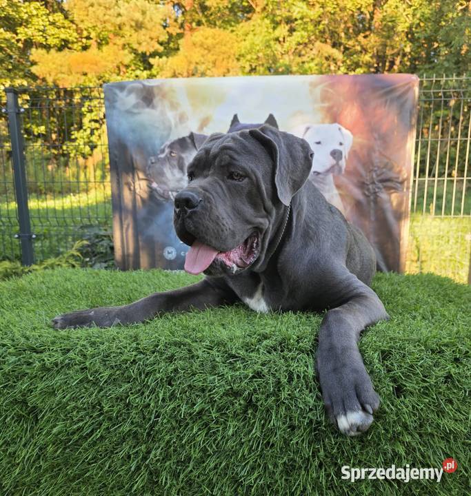 Szczeniaki Cane Corso ZKwP FCI