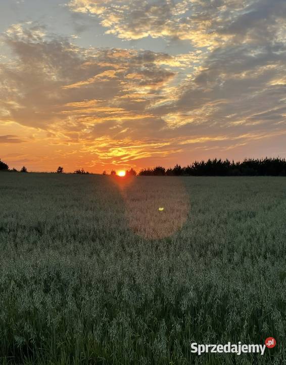 Sprzedam działki budowlane 16 arów OKAZJA Bogdaniec