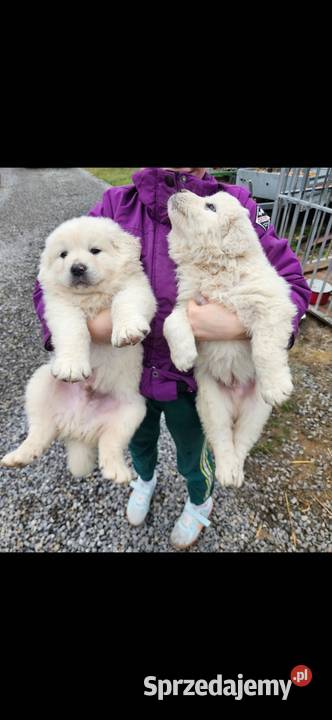 Polski Owczarek Podhalanski szczeniaki Majdan Królewski