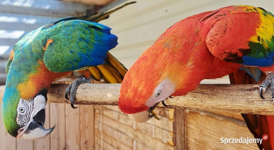 Harlequin x Macao dorosła para Skokowa