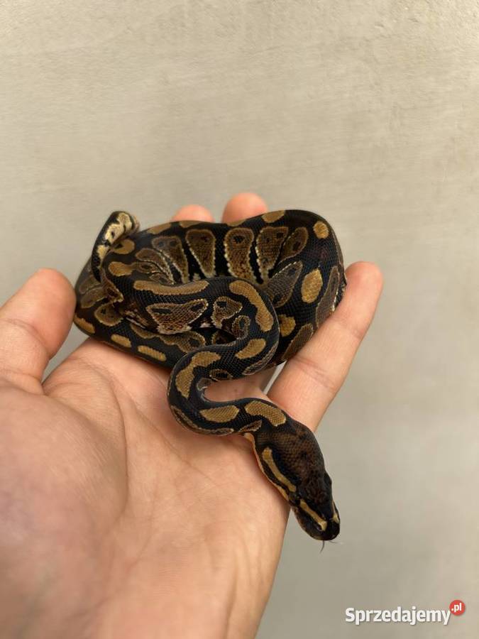 Wąż Pyton Królewski PK162025 samiec sprzedam