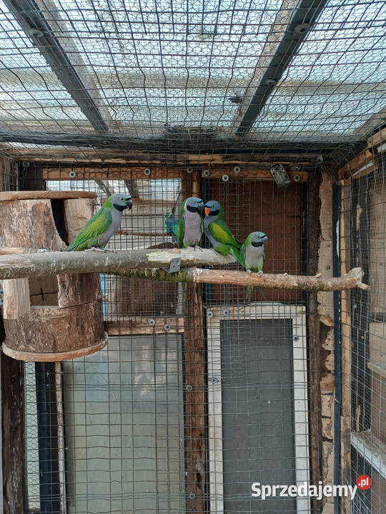 Papugi Aleksandrety Marzenin sprzedam