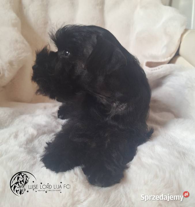 Sznaucer Miniaturowy czarny rodowód FCIZKwP Stargard