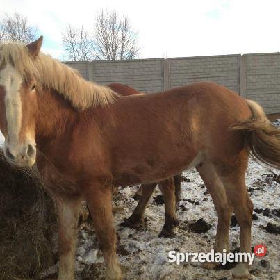 SPRZEDAZ KONI MARSZEWO ZACHODNIOPOMORSKIE