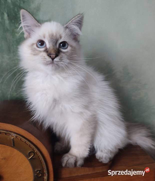 Willi Dumka syberyjskie kocięta neva masquerade Warszawa