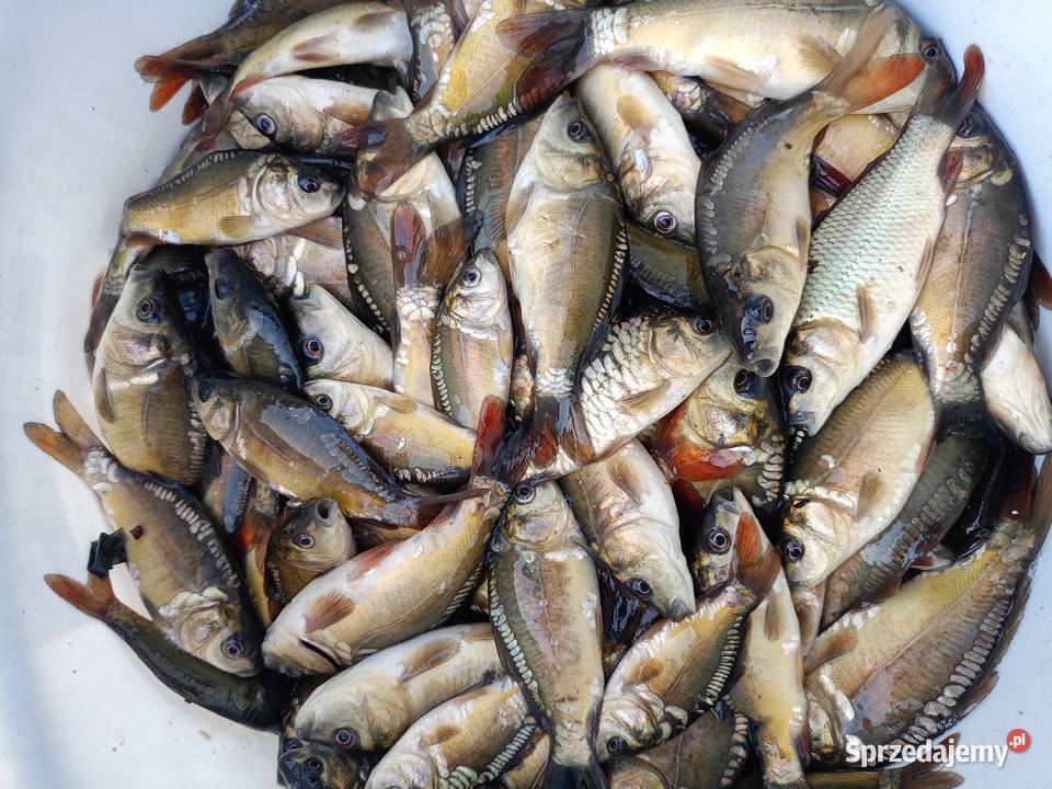 Narybek karp ok10 Rakszawa