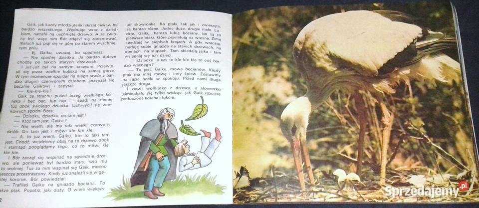 Bór i Gaik w wiosennym lesie Jerzy Michał Chełm sprzedam