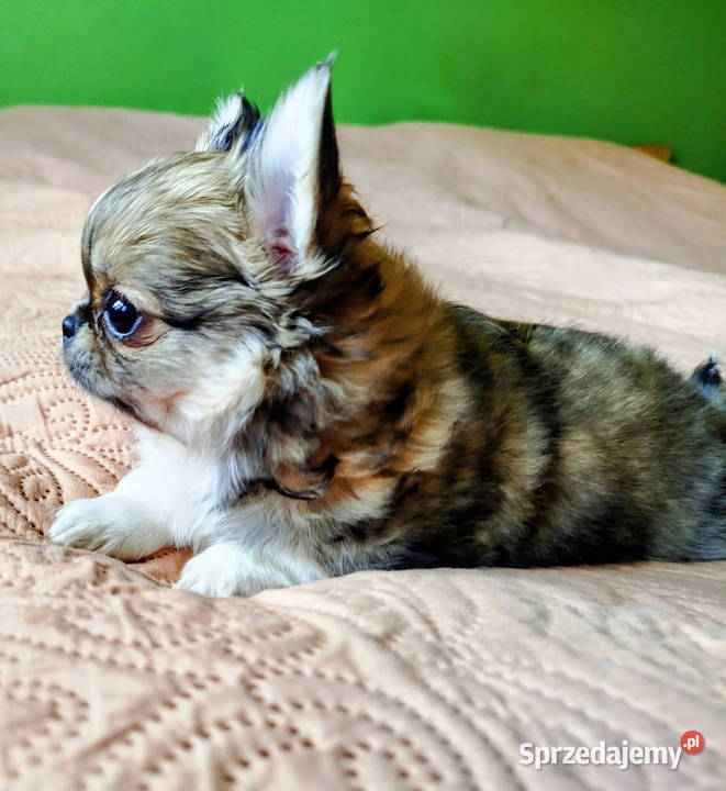 Chihuahua maleńki piesek Chihuahua Konin